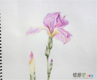 彩色铅笔画：彩色铅笔