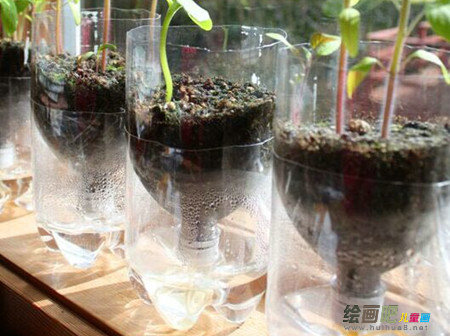 废物利用手工制作：可乐瓶塑料瓶花盆