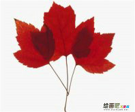 书签制作方法：枫叶书签