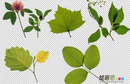 书签制作方法：树叶书签、叶脉书签的制作方法