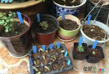废物利用手工制作：废物利用塑料垫板做植物