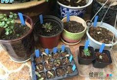 废物利用手工制作：废物利用塑料垫板做植物