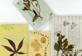 书签制作方法：漂亮的叶脉书签、叶子书签制作作品