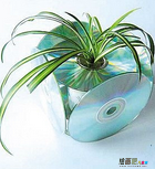 废物利用手工制作：旧物改造 废旧光盘DIY水培花盆