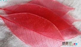 书签制作方法：叶脉书签的制作方法