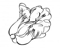 白菜蔬菜简笔画步骤图片