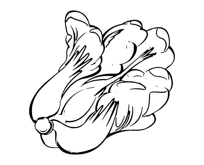 白菜蔬菜简笔画步骤图片