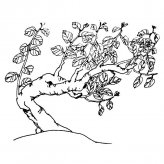 桂花树简笔画图片