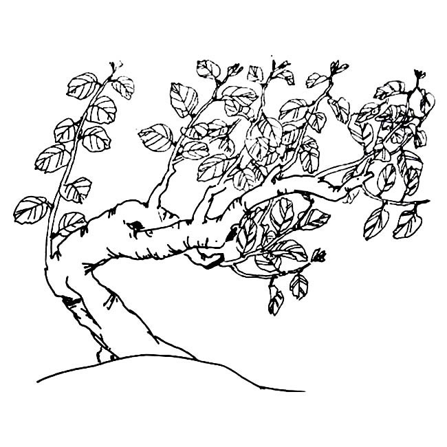 桂花树简笔画图片