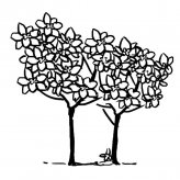 桂花树简笔画图片