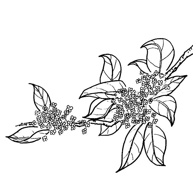 桂花简笔画图片