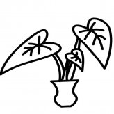 滴水观音植物简笔画步骤图片大全