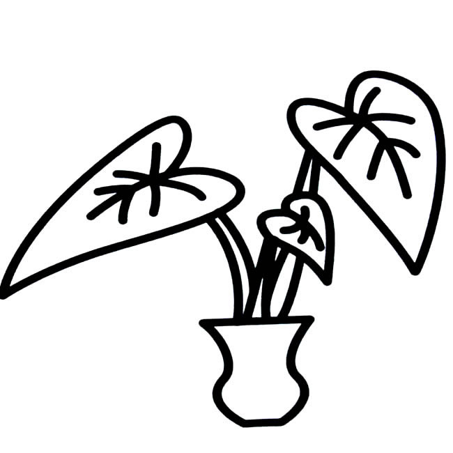 滴水观音植物简笔画步骤图片大全