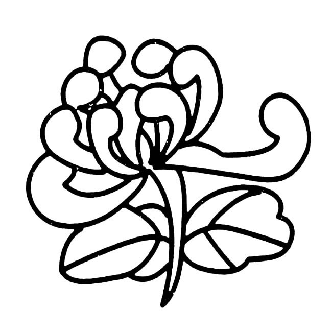 菊花植物花简笔画步骤图片大全