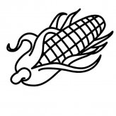 玉米粮食简笔画步骤图片大全