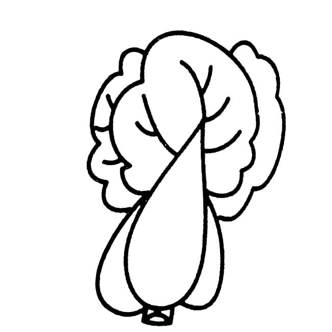大白菜蔬菜简笔画步骤图片大全