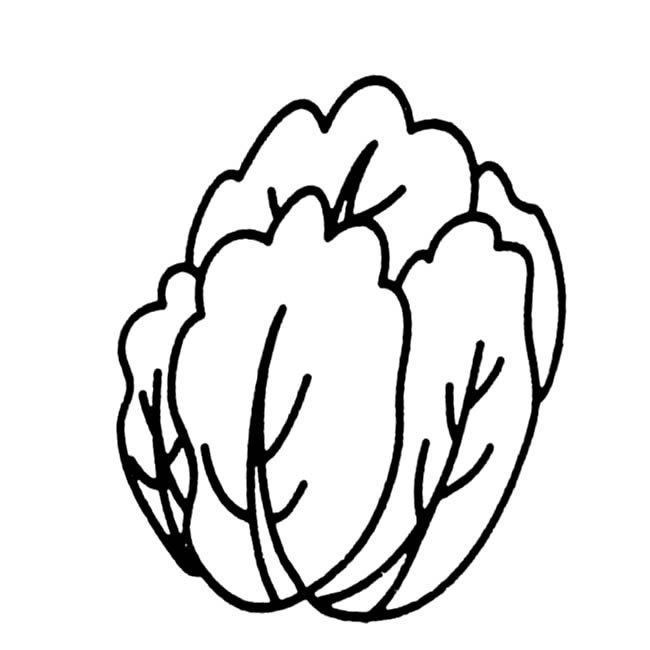 白菜蔬菜简笔画步骤图片大全