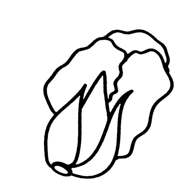 大白菜蔬菜简笔画步骤图片大全