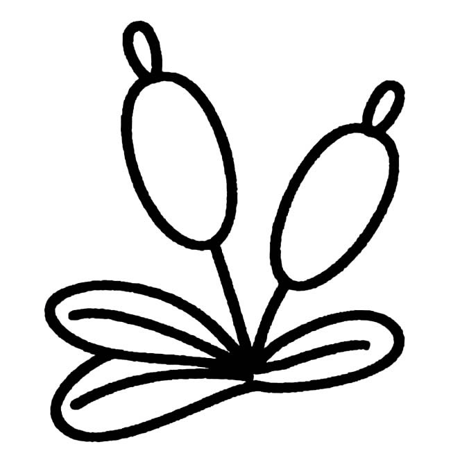 蒲草植物简笔画步骤图片大全