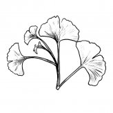 银杏树叶植物简笔画步骤图片大全