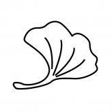 银杏叶植物简笔画步骤图片大全
