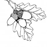 橡果植物简笔画步骤图片大全
