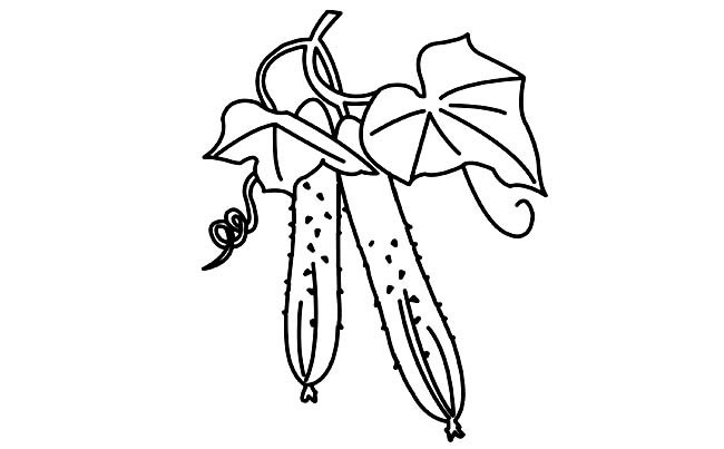 瓜果蔬菜黄瓜简笔画图片大全