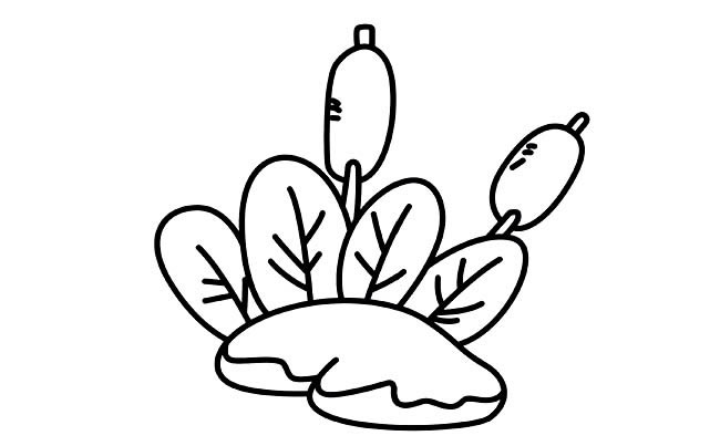 蒲草简笔画图片