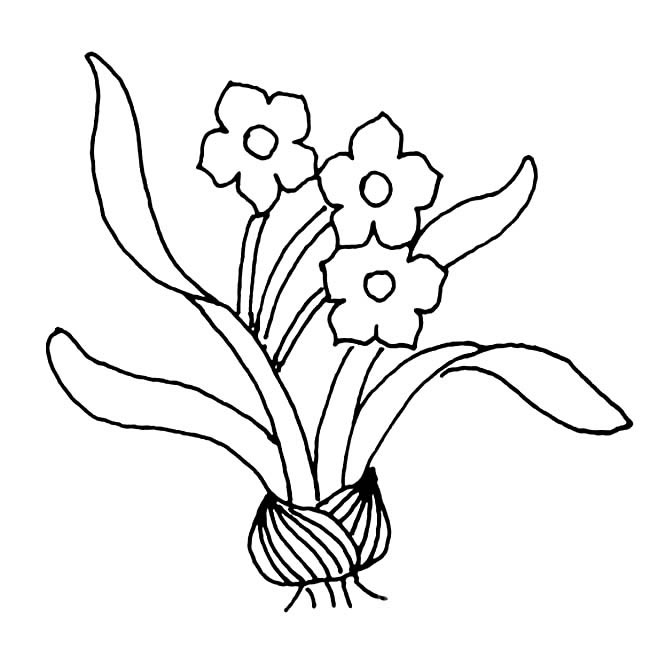 水仙花简笔画图片