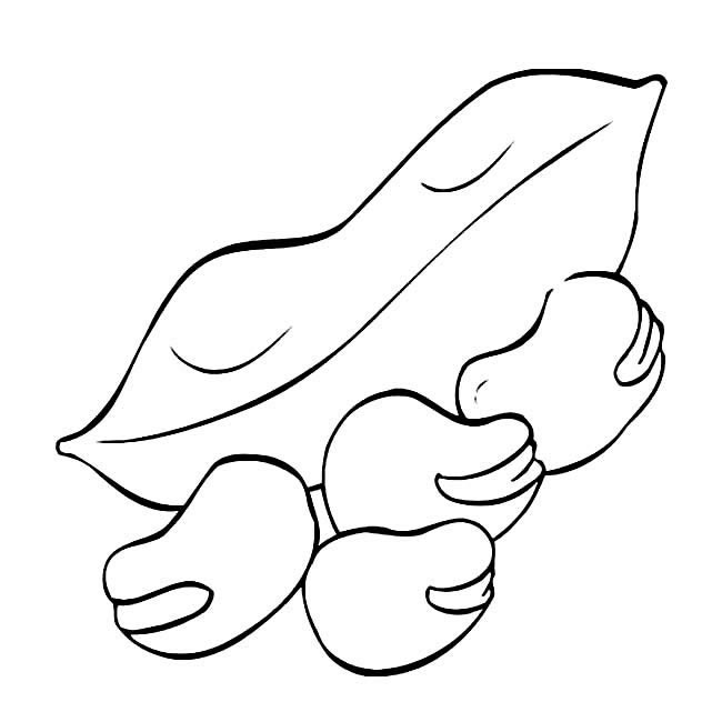 蚕豆简笔画图片