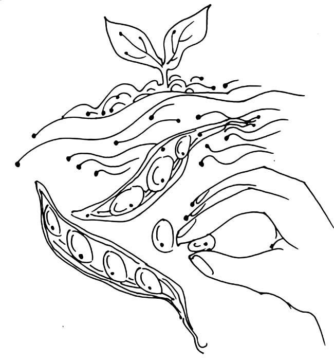 蚕豆简笔画图片