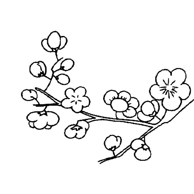 梅花简笔画图片