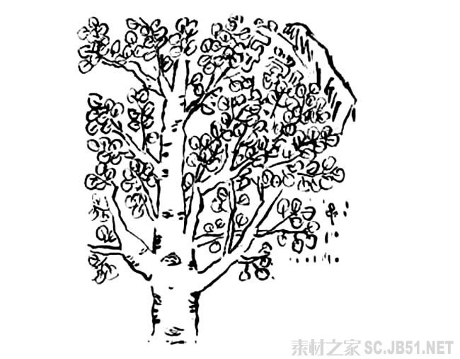 白杨树简笔画图片