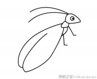 草蛉简笔画图片