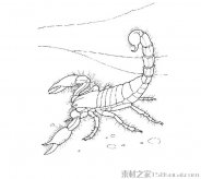 蝎子简笔画图片