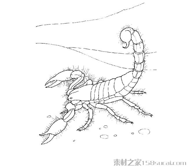 蝎子简笔画图片