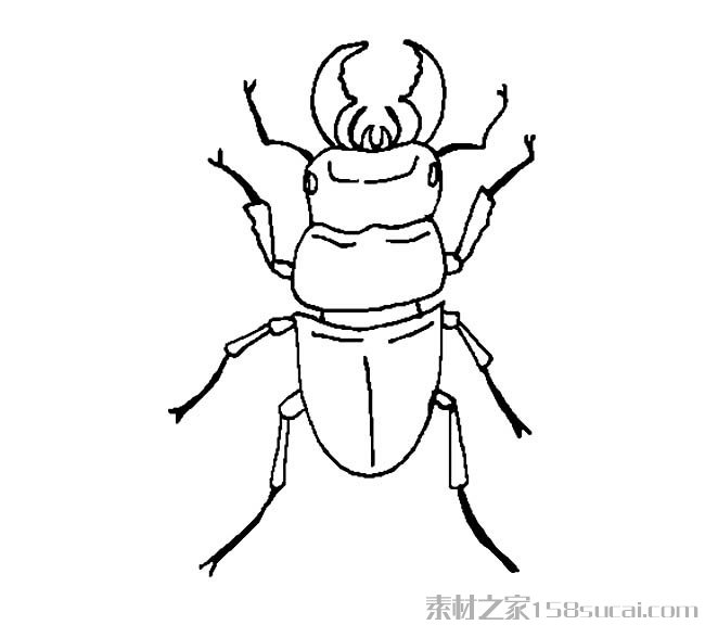 天牛简笔画图片