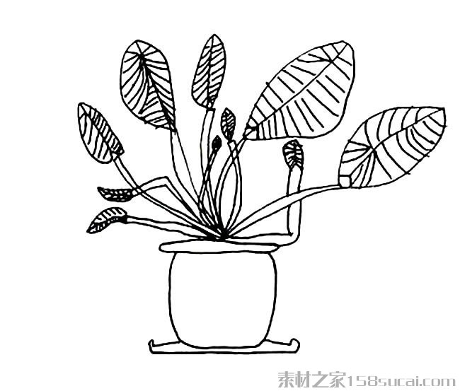 滴水观音盆景简笔画图片