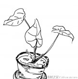 滴水观音盆景简笔画图片