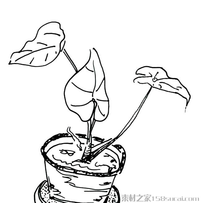 滴水观音盆景简笔画图片