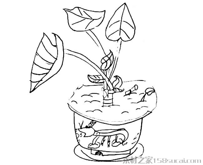 滴水观音盆景简笔画图片