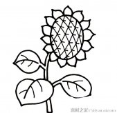 手绘向日葵简笔画图片