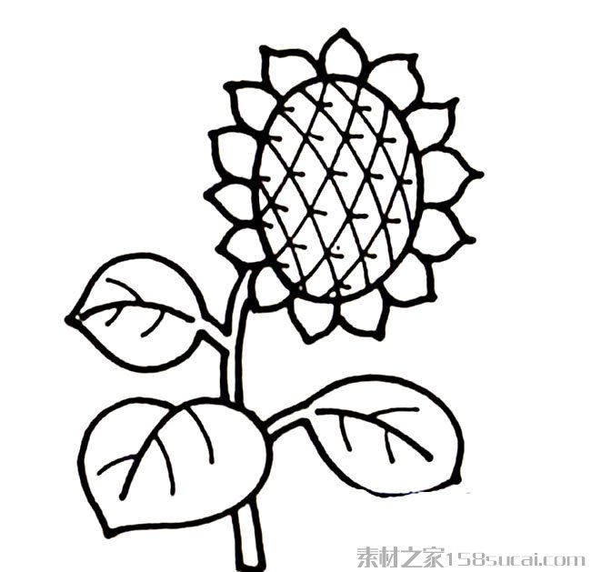 手绘向日葵简笔画图片