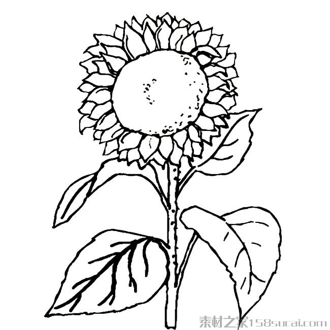 向日葵简笔画图片