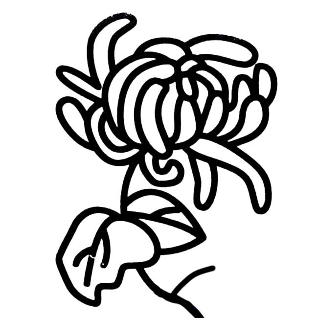 手绘菊花简笔画图片