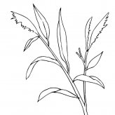 小草简笔画图片