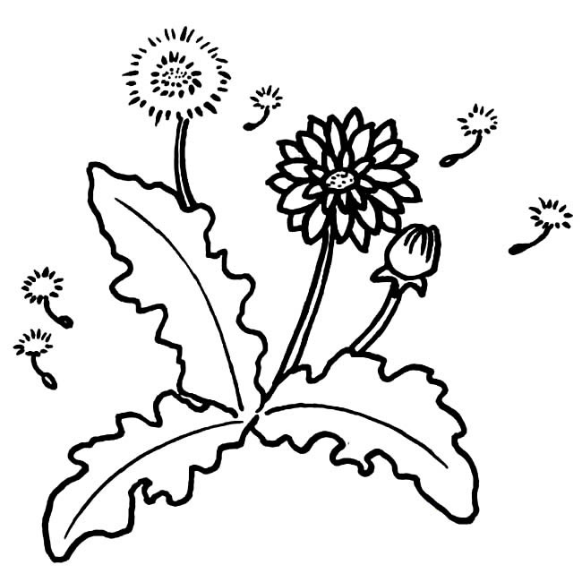 蒲公英小草简笔画图片