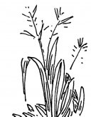 小草简笔画图片