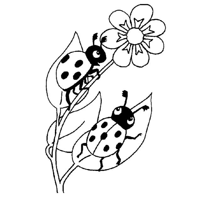 七星瓢虫简笔画