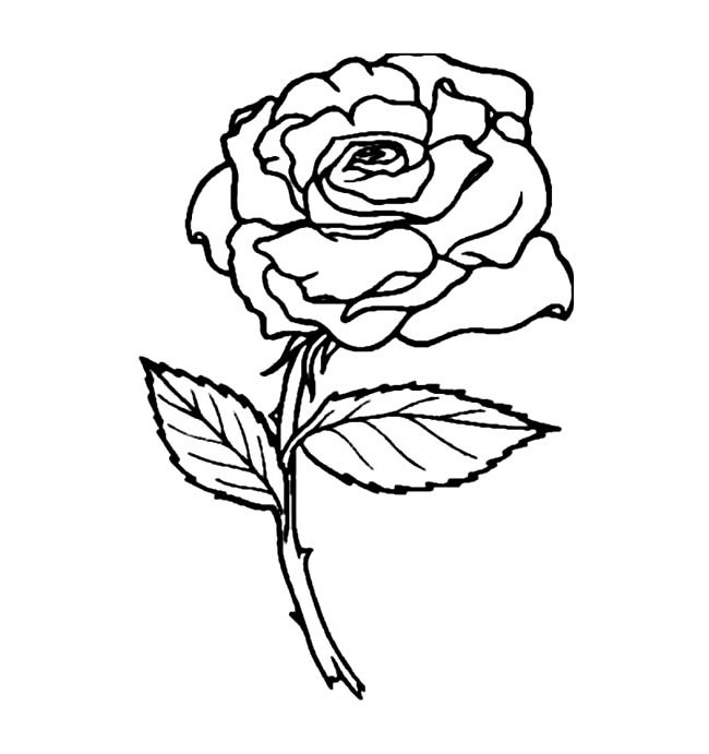 手绘玫瑰花简笔画图片